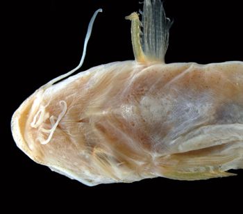Media type: image; Ichthyology 35937